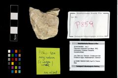 Foto (Objekt + Etikett) von Pithonoton marginatum (von Meyer, 1842)  (NHMW-GEO-2014-0194-0859)